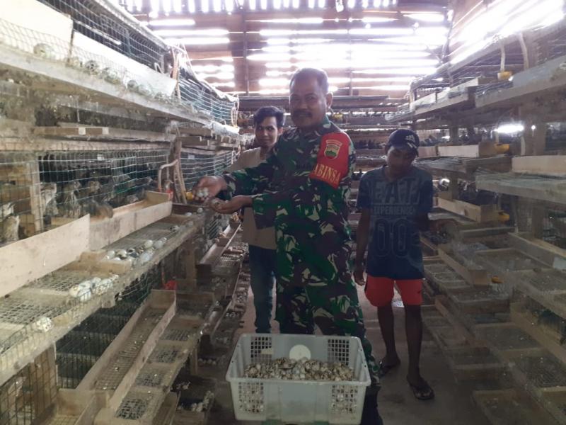 Kunjungi Warga Binaan, Babinsa Sosialisasikan Cara Beternak Burung Puyuh