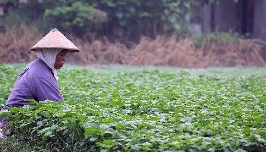 Nilai Tukar Petani Riau Turun 4,86 Persen