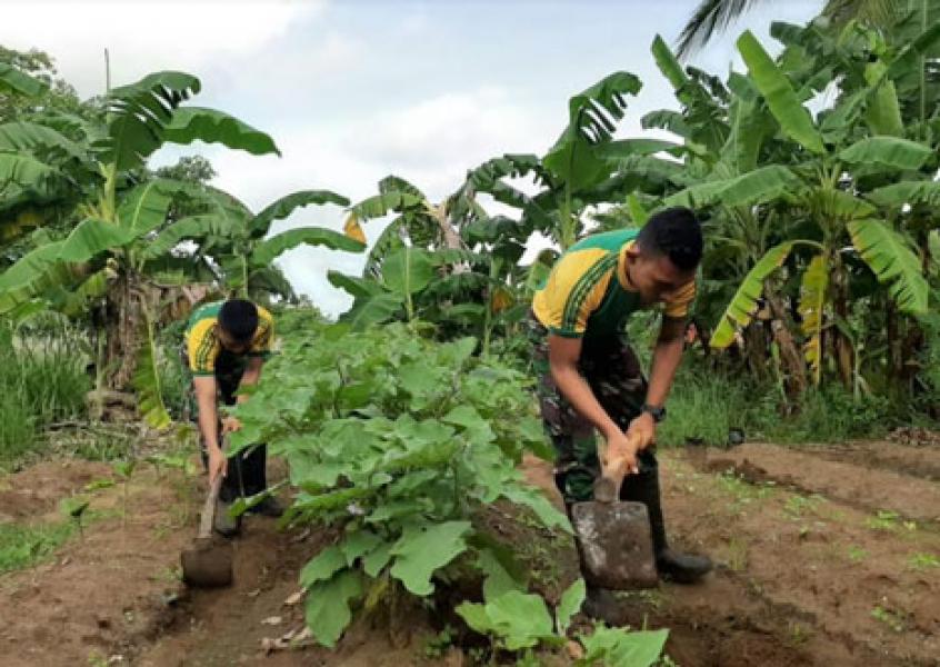 Prajurit Pamtas RI-PNG Yonif 411 Manfaatkan Lahan Kosong Menjadi Kebun Sayur
