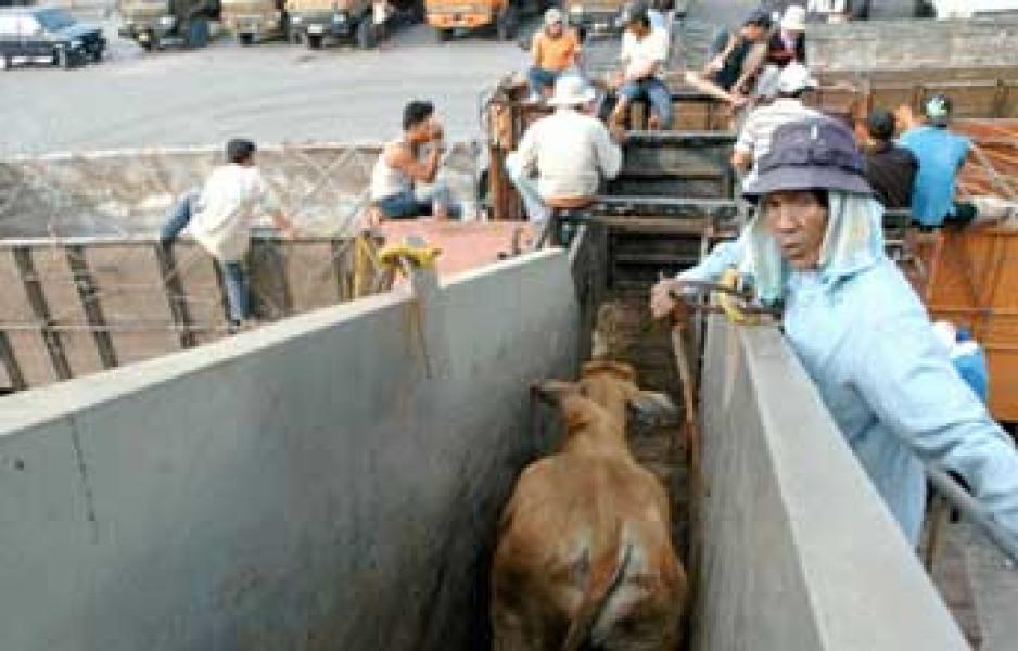 Banyak Pelabuhan, Karantina Kesulitan Awasi Hewan dan Tumbuhan