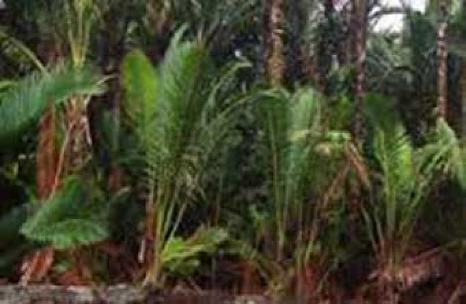 Bupati Meranti Bantu Pembibitan Kebun Sagu Kepau Baru