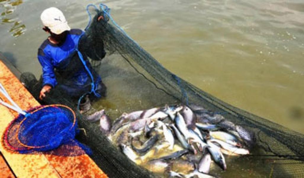 Forikan Diharapkan Mampu Mendongkrak Produksi Ikan Pelalawan