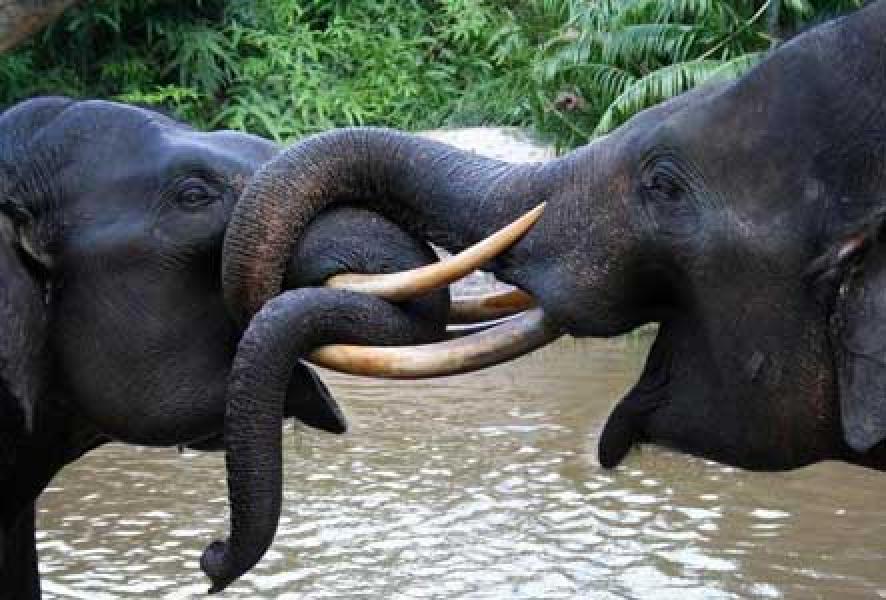 Tersisa 56 Ekor Saja, Gajah TNTN Terancam Punah
