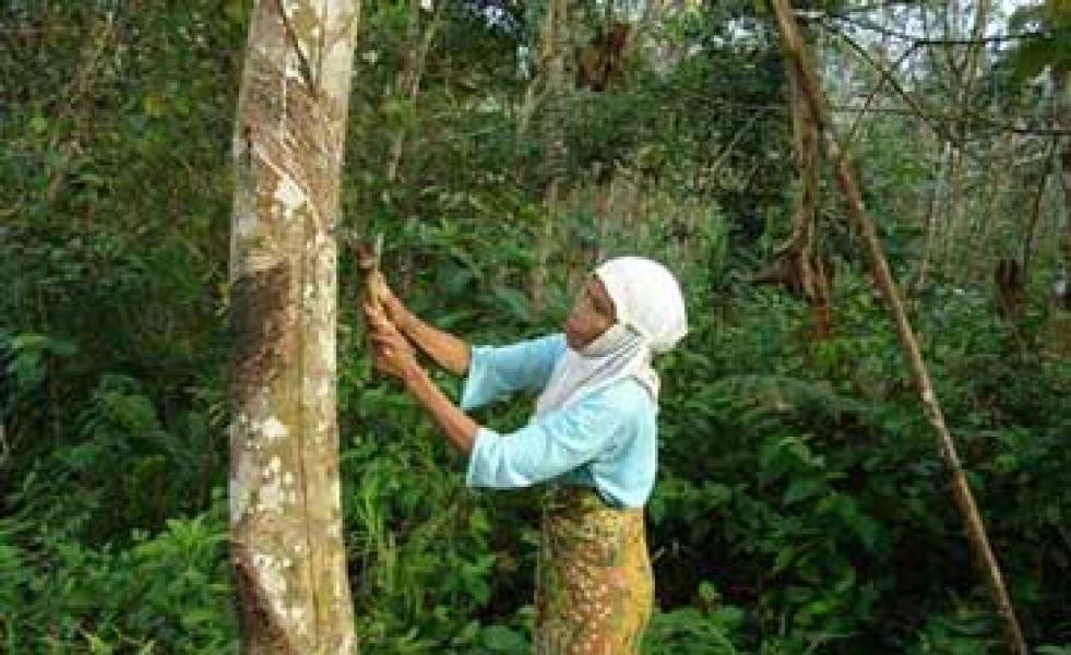 Harga Anjlok, Petani Karet di Merbau Menjerit