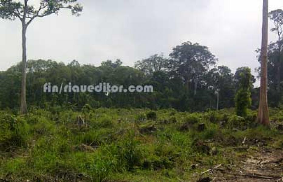 Hutan di Kawasan Desa Rantau Baru Diduga Perjualbelikan