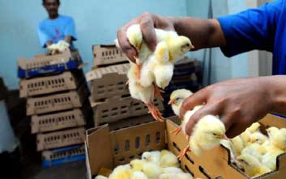Kampar Pemasok Bibit Ayam Terbesar di Riau