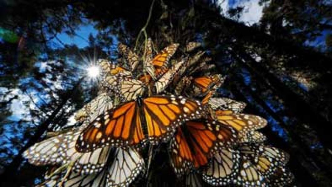 Kerajaan Kupu-Kupu Menguasai Langit Meksiko