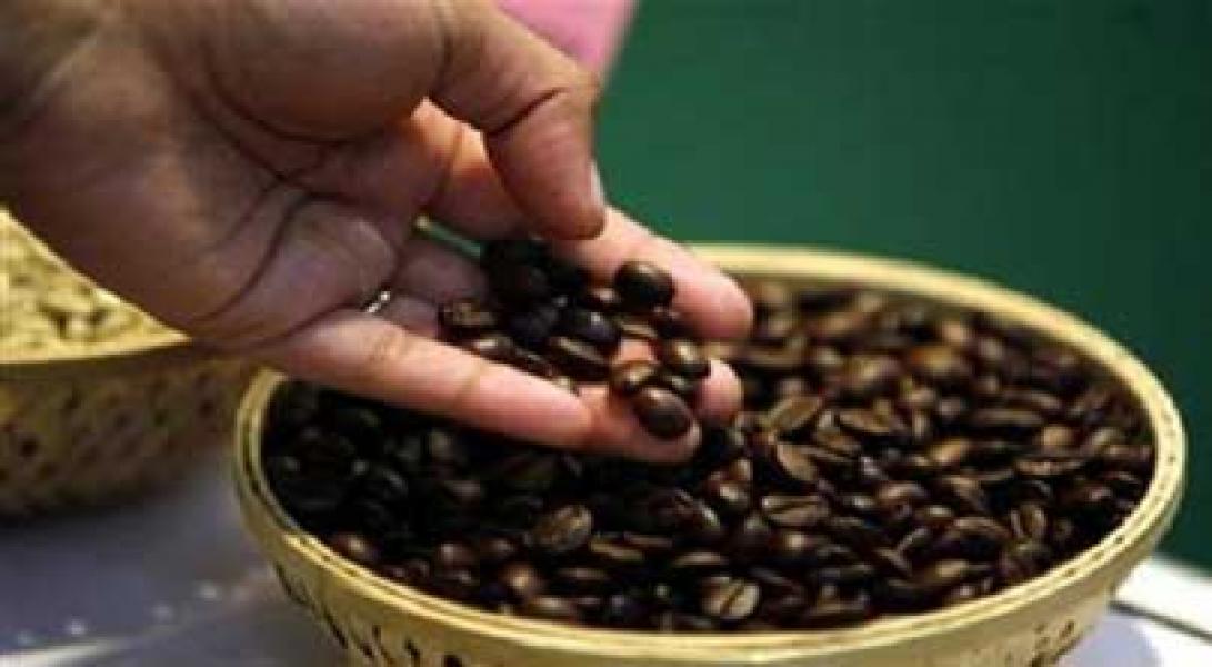 Kopi Sumatera Mandailing Inspirasi Legendaris Kopi Dunia