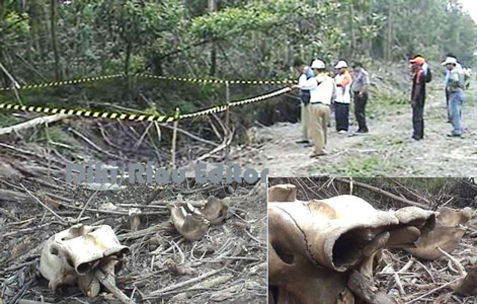 Lagi WWF Temukan 3 Rangka Gajah di Areal HTI PT RAPP