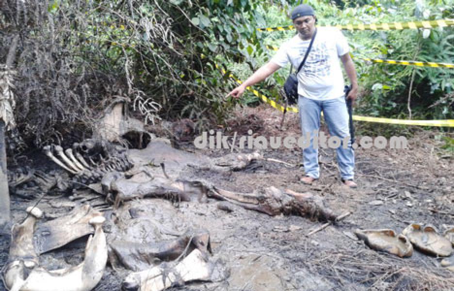 Lagi-lagi Ditemukan Gajah Mati di HTI PT RAPP Sektor Baserah