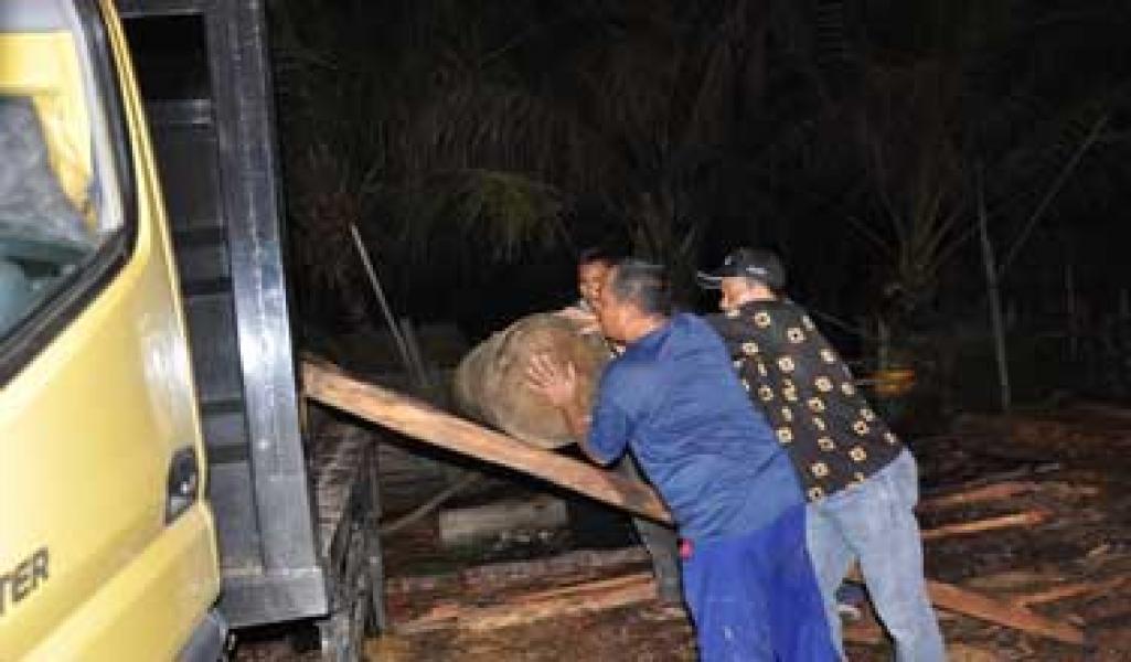 Operasi Tim Illog Kampar, Sita Ratusan Tual Kayu Log
