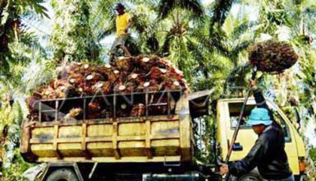 PN Bangkinang Putuskan 2.823,52 Ha Kebun Sawit PTPN-V Harus Ditebang