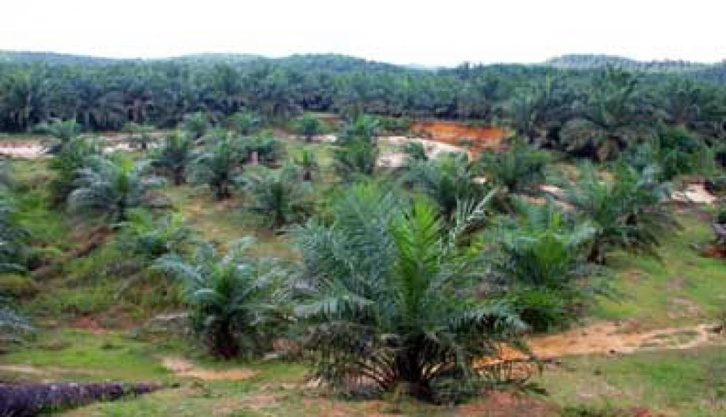 Perkebunan Kelapa Sawit CV Padang Sawah Mas Non Prosedural