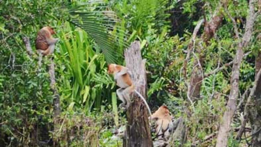 Pulau Kaget, Rumah si Monyet Berhidung Panjang