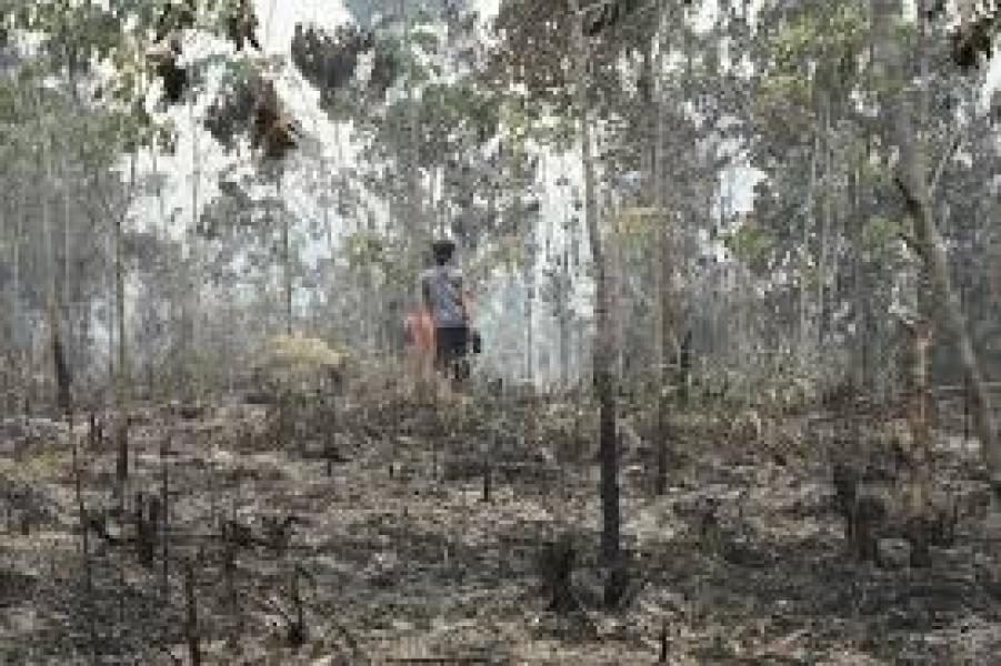 Tanam Karet Lahan Pemda Hanya Gosip