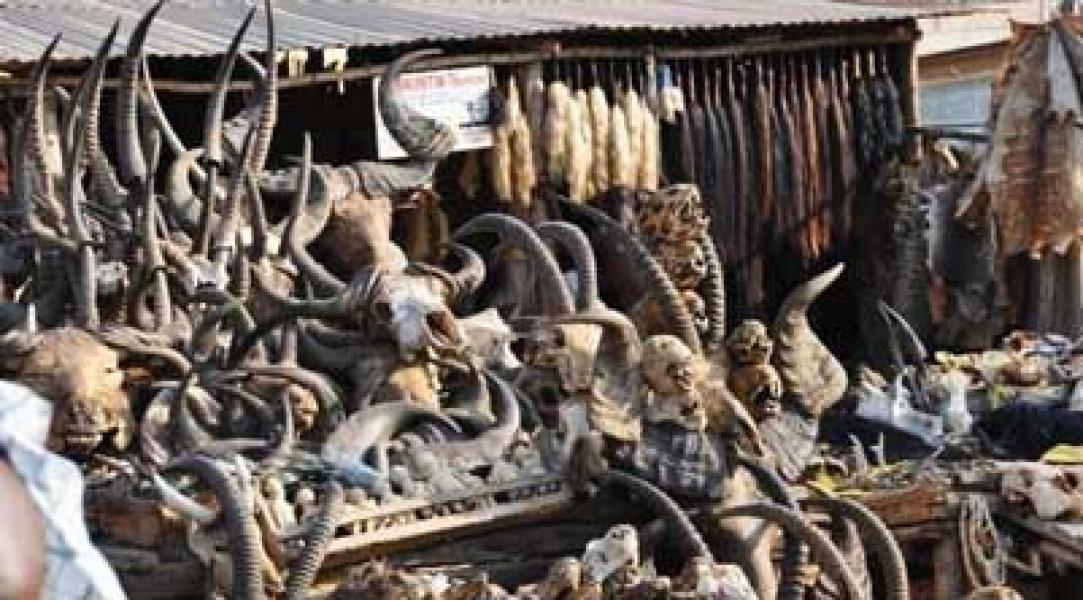 Tulang Hewan Berserakan, Ini Dia Pasar Voodoo Terbesar di Dunia