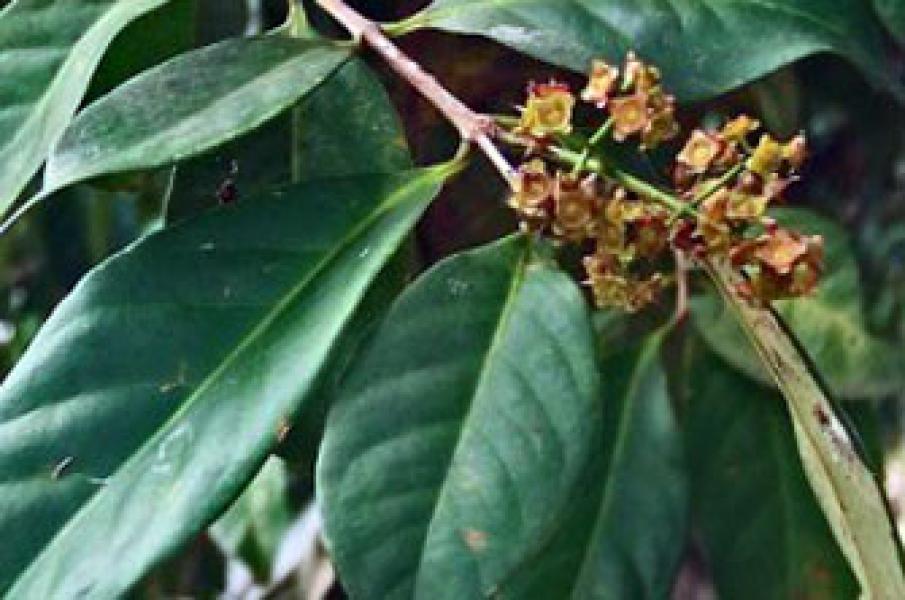 Berbagai Macam Manfaat Daun Salam Untuk Kesehatan