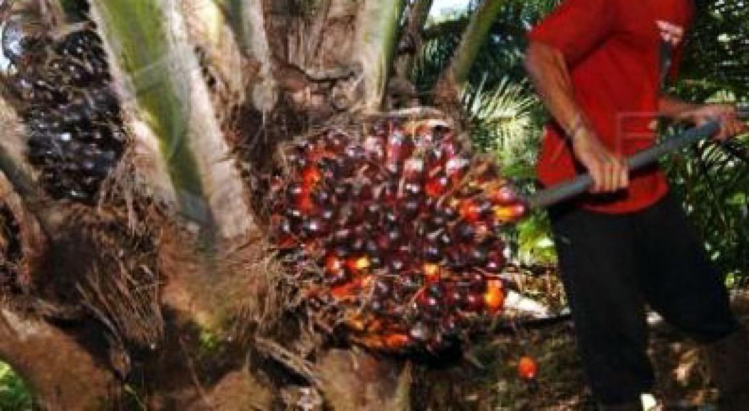 Dodos Sawit PT Tunggal, Dua Warga Dipolisikan