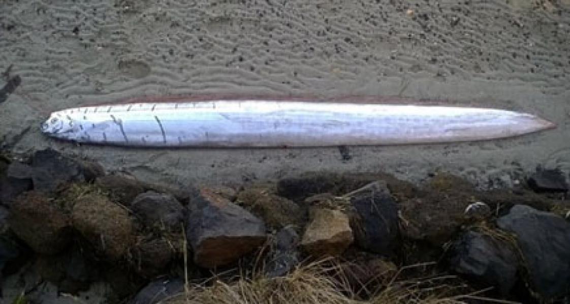 Ikan Aneh Sepanjang Tiga Meter Ditemukan di Selandia Baru