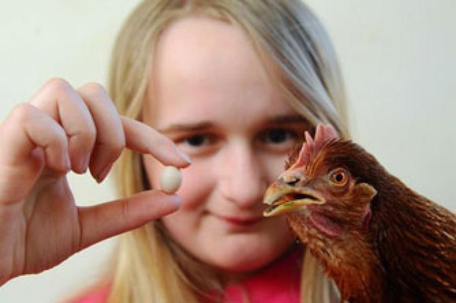 Inilah Telur Ayam Terkecil di Dunia