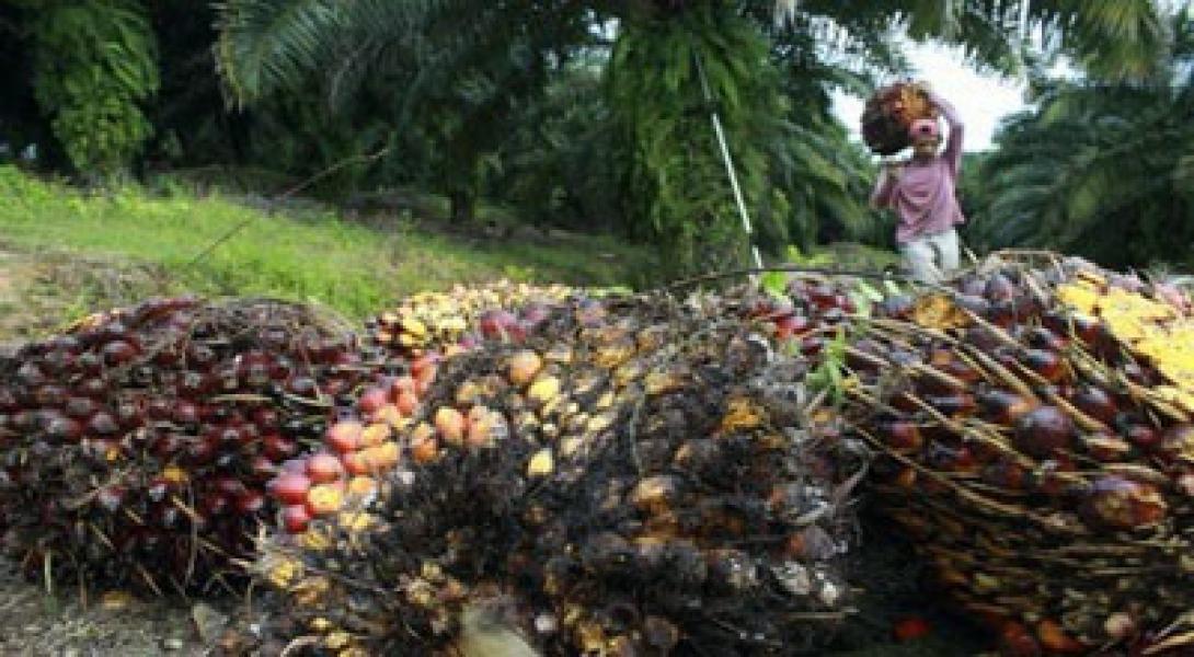 Pemerintah Alokasikan 5 Juta Ton CPO untuk Campuran Solar