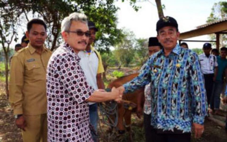 Petani Siak Kecil Terima Bantuan Sapi Bergulir