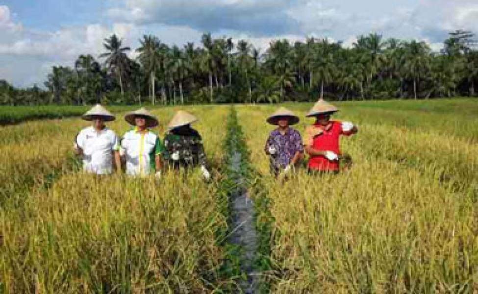 Anggota Koramil 07/Reteh Gelar Panen Padi Perdana Bersama Koptan Semoga Jaya