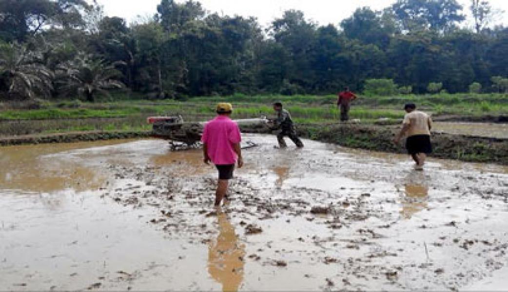 Babinsa Koramil 02 Rambah Bersama Kelompok Tani Rimbo Hapar Turun ke Sawah