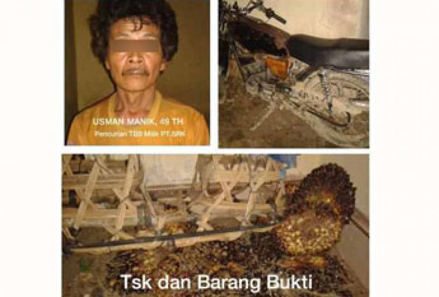 Curi Sawit PT SRK, Seorang Warga Dipolisikan Security