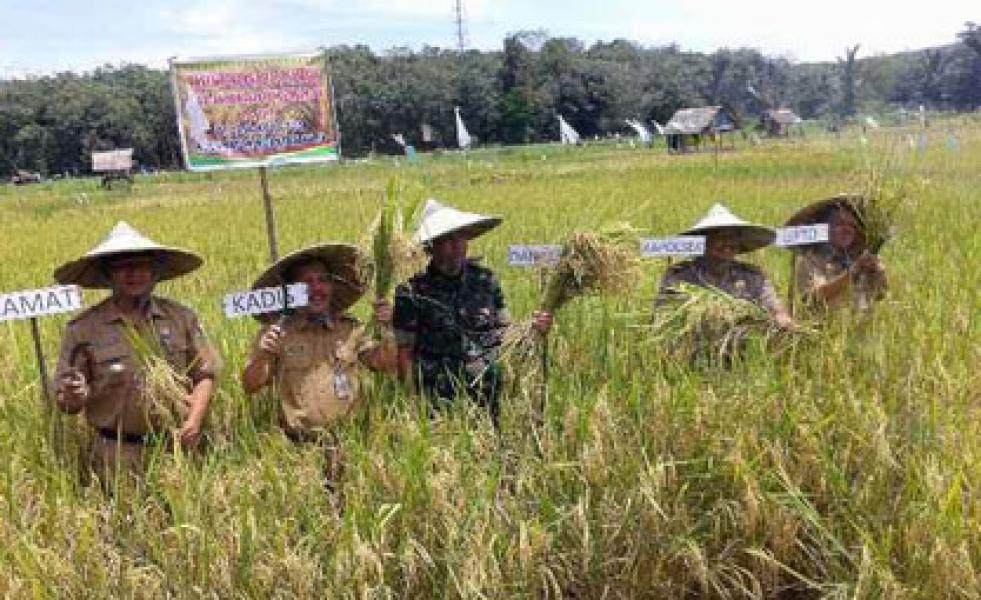 Danramil 07/Kuantan Hilir Panen Raya di Desa Koto Tuo Kuantan Hilir