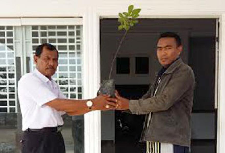 Disbun Rohil Salurkan Bibit Pohon Untuk Sekolah