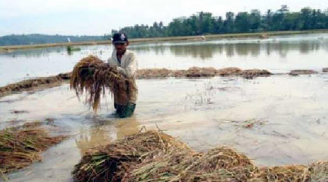 Kadistanak Rohil: Hanya Sedikit Petani yang Alami Gagal Panen