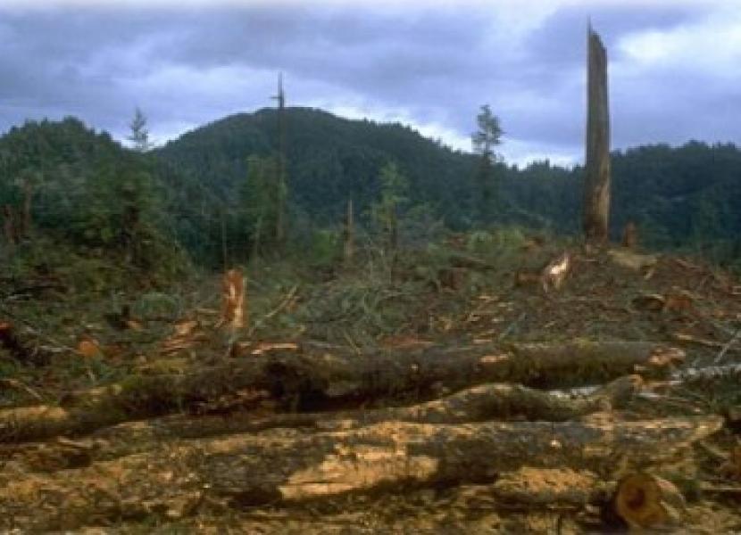 PT Diamond Raya Timber Akan Penjarakan Penghulu Penjual Lahan di Kabupaten Rohil