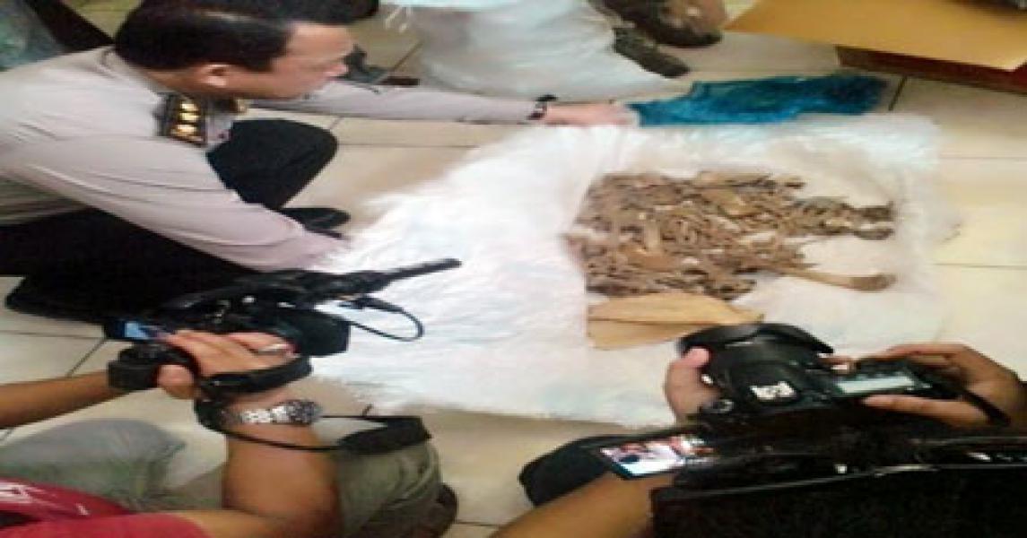 Penampung Harimau Sumatera Terkenal `Pemain` Lintas Provinsi