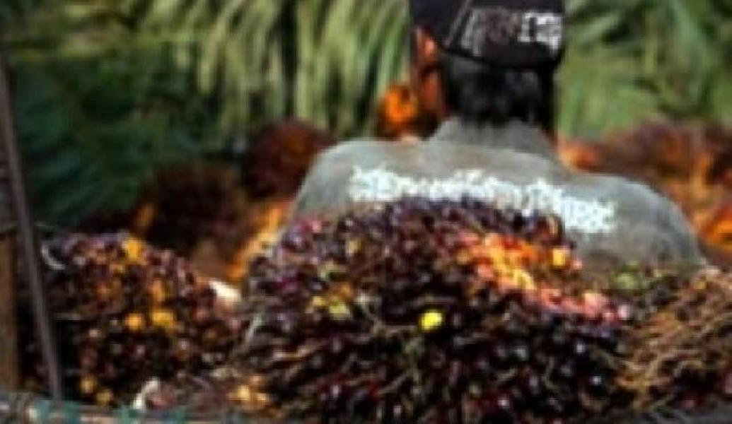 Pencuri Sawit Diamankan Polsek Seberida