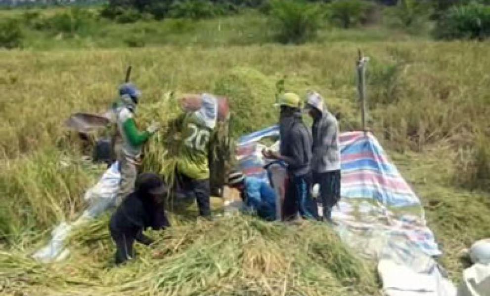Produksi Tani Rohil Tahun ini Diprediksi Meningkat