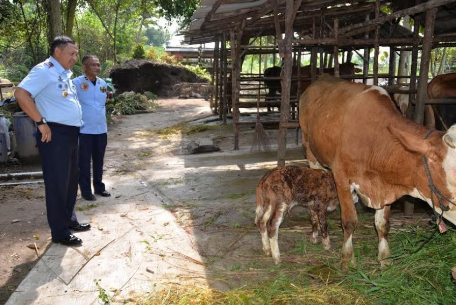 Ternak Sapi di Lanud Roesmin Nurjadin Bertambah
