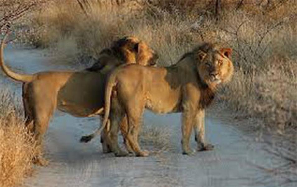 5 Taman Safari Terbaik di Afrika