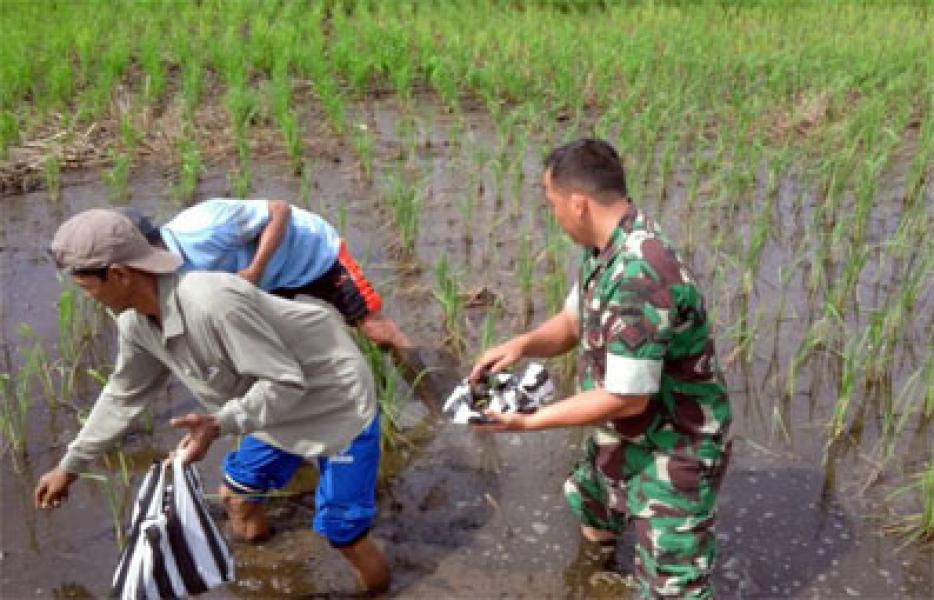 Babinsa Koramil 07/Reteh Laksanakan Pemberantasan Hama Padi 