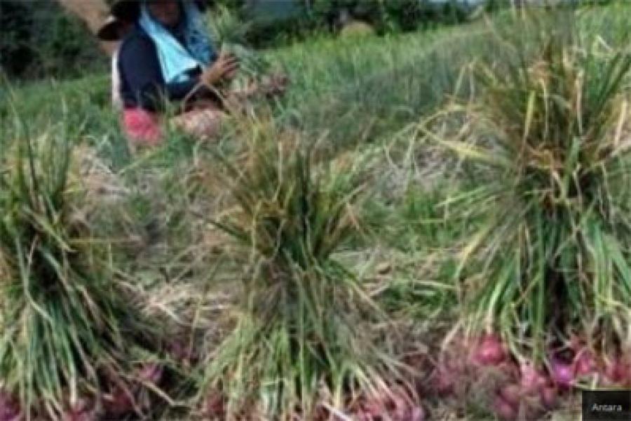 Bawang Merah Dihargai Rp 2.000 per Kilogram, Petani Menangis