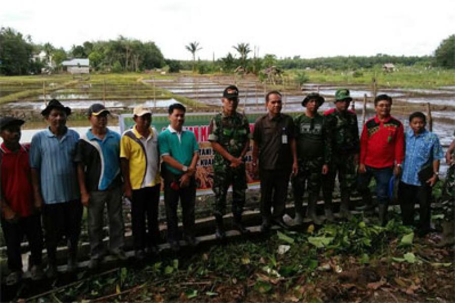 Danramil 07/Kuantan Hilir Berantas Hama Keong Mas Di Desa Koto Tuo 