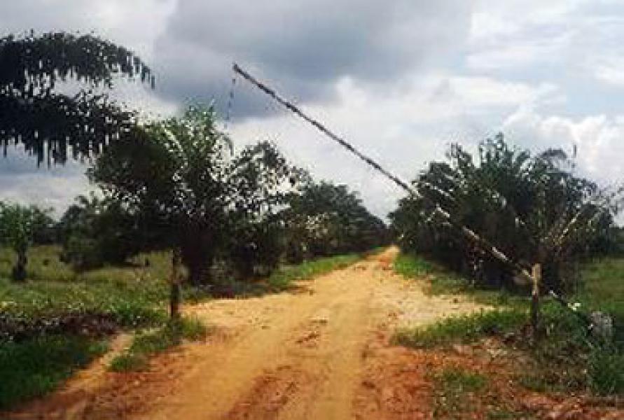 Kebun PT IGJA di Inhil Diduga Non Prosedural
