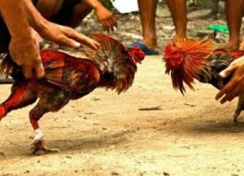 Oknum Pegawai PT Chevron dan Honorer Dinas Tata Kota Bengkalis Diamankan Saat Penggerebekan Judi Sabung Ayam