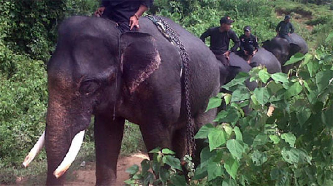 Polda Jambi Bongkar Sindikat Penjual Gading Gajah Beromzet Ratusan Juta