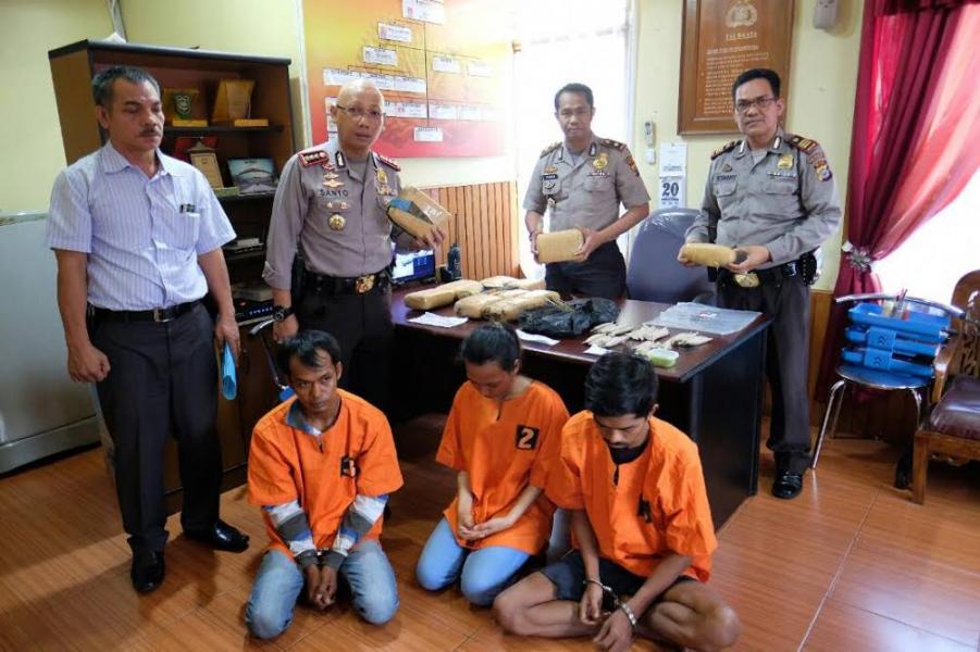 Polsek Bukit Raya Gagalkan Peredaran 12,3 Kg Ganja, Dua Mahasiswa UIR dan Seorang Bandar Ditangkap