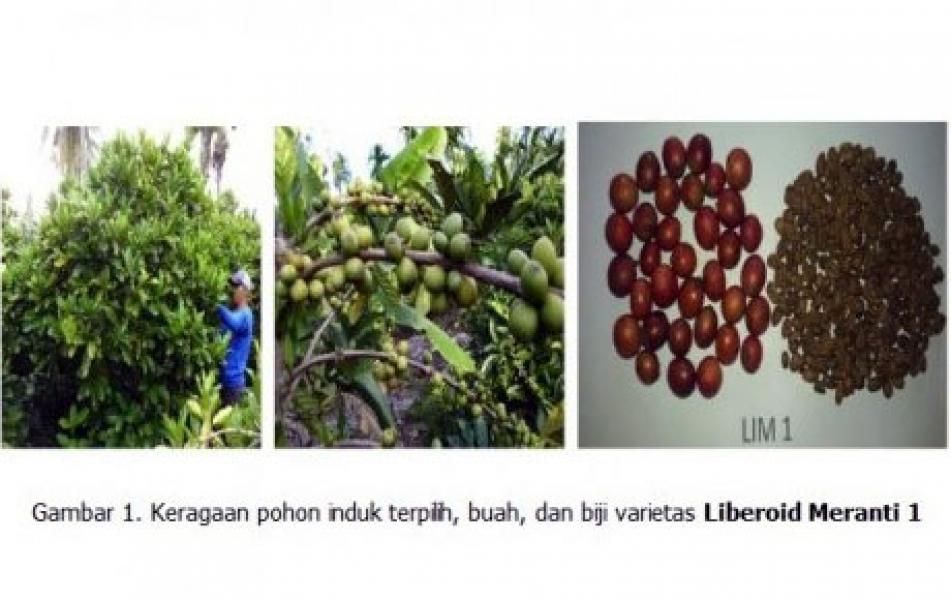 Varietas Unggul Kopi Liberika Spesifik Lahan Gambut dengan Citarasa Tinggi