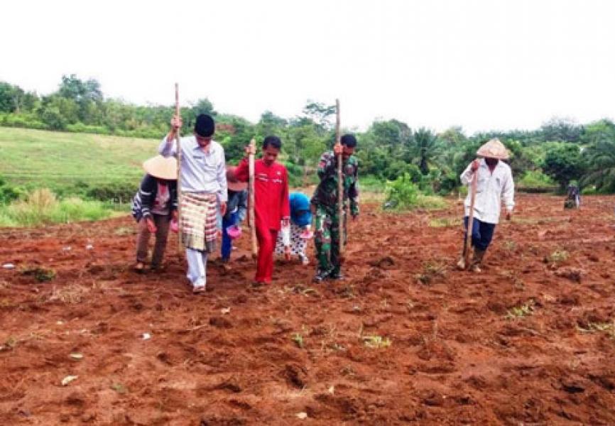 Babinsa Koramil 01/Bangko Melaksanakan Pendampingan Pertanian 