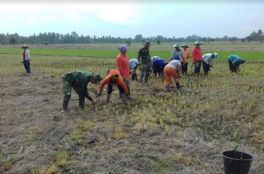Babinsa Koramil 07/Reteh  Turun Ke Sawah Bantu Petani Tanam Padi