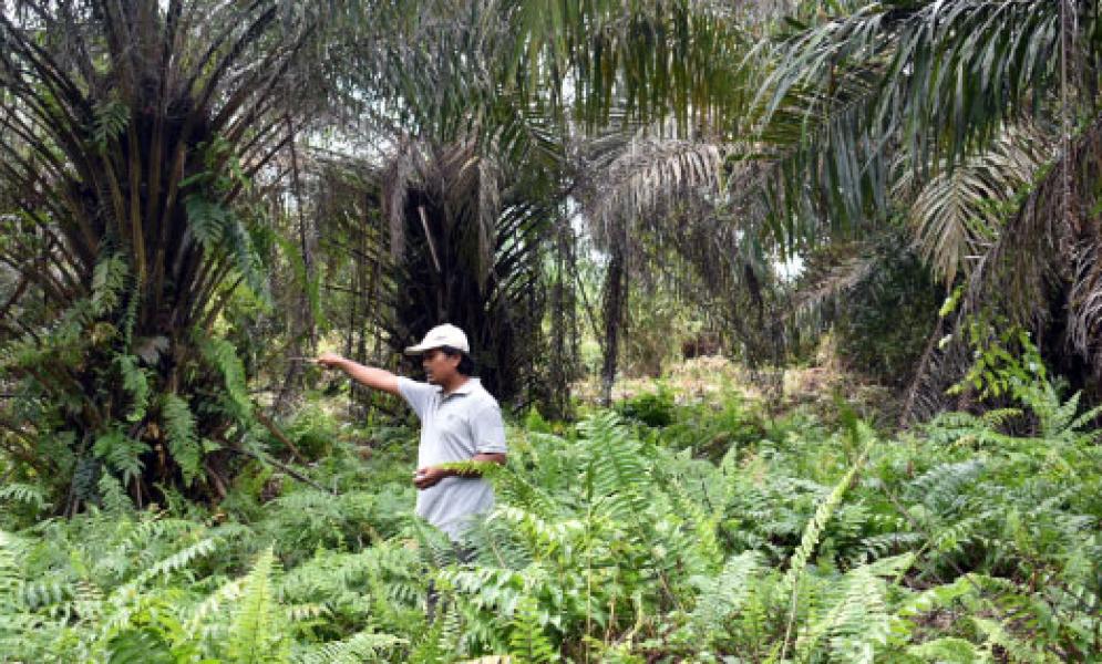 Kuasa Hukum Kopsa-M Tawarkan Solusi Penyelesaian Hutang Pembangunan Kebun KKPA