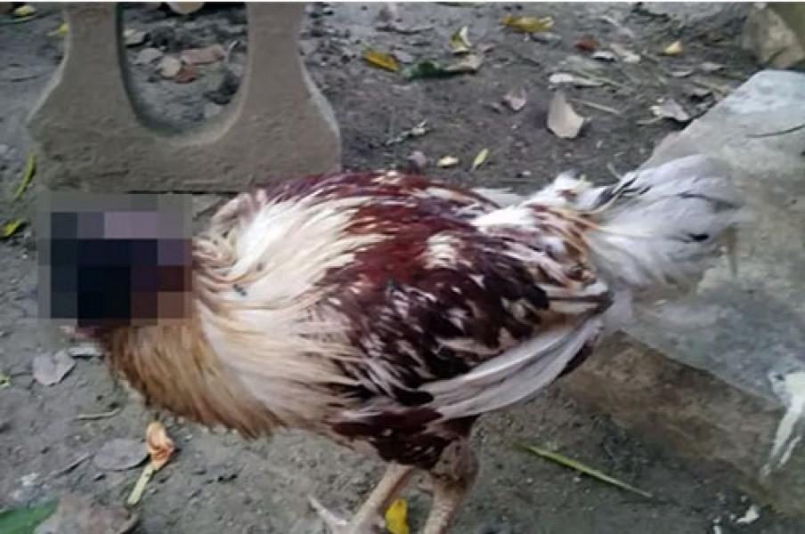Seekor Ayam di Thailand Hidup Lebih dari 10 Hari Setelah Kehilangan Kepalanya